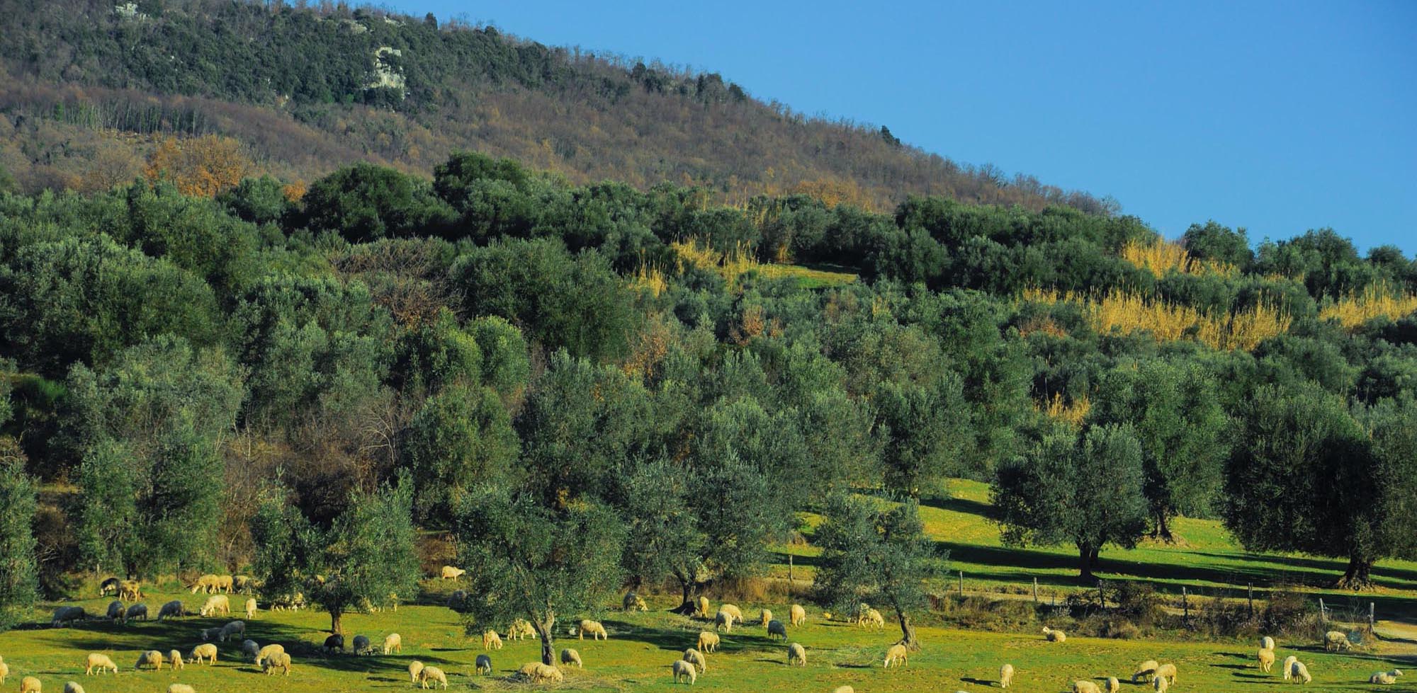 Toscana Italy Montalcino