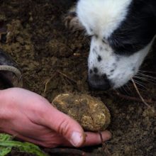 toscana-italy-truffle-sanminiato-pisa-8